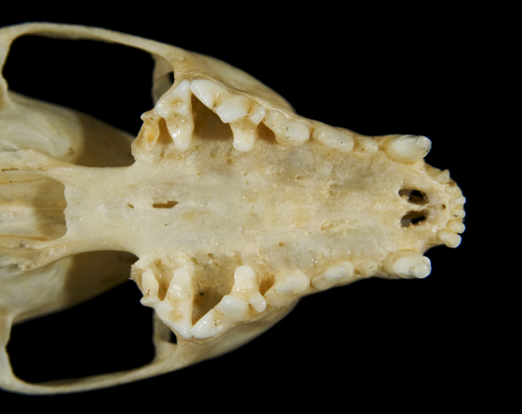 Craniata