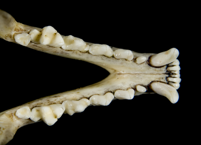 Vertebrata