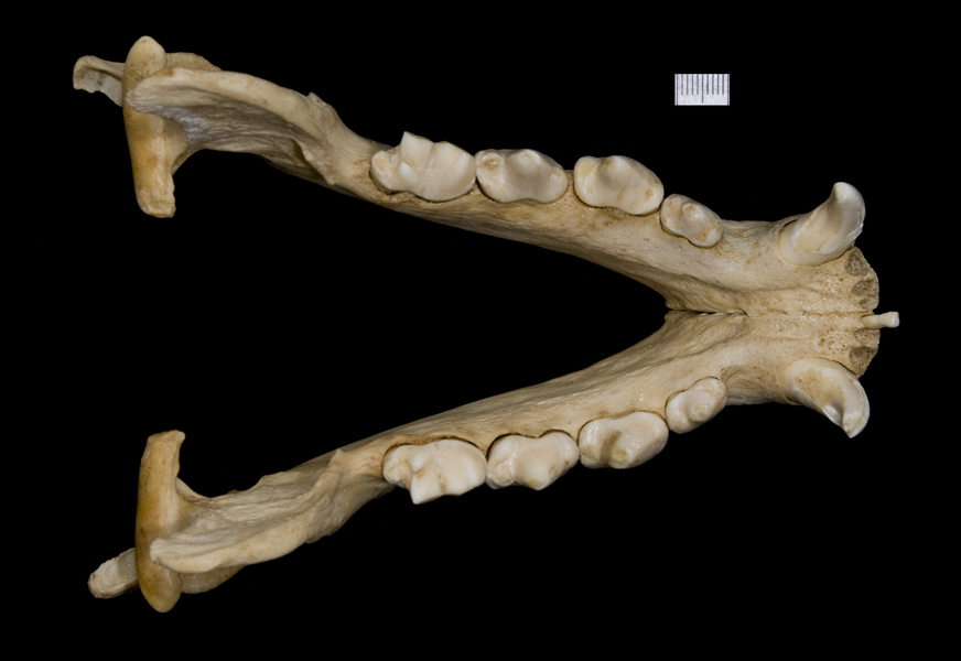 Eumetazoa