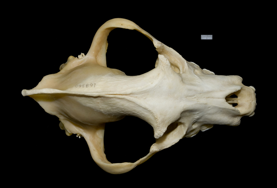 Craniata