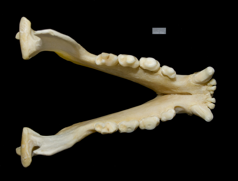 lower_dorsal