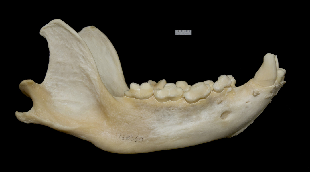 Eumetazoa