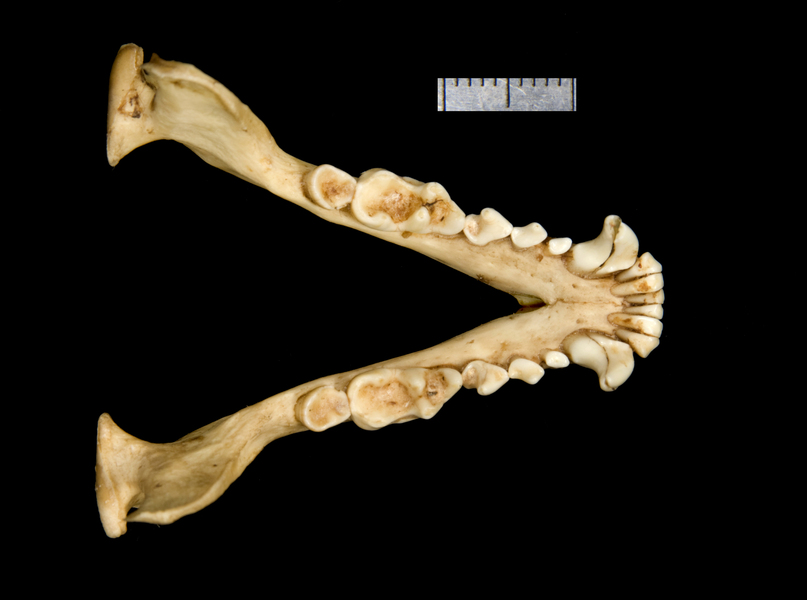 lower_dorsal