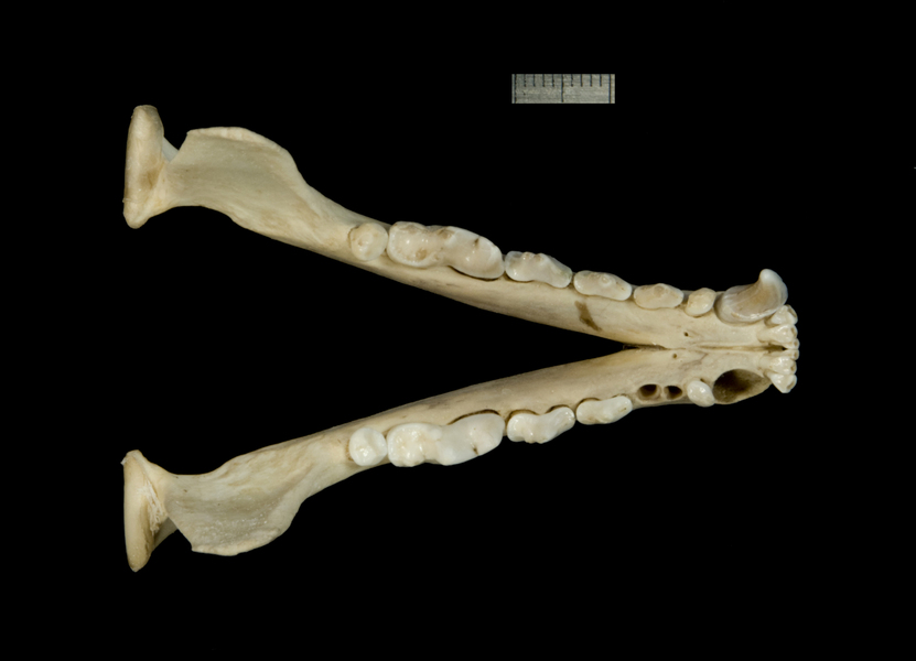 lower_dorsal