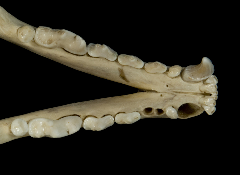 Craniata