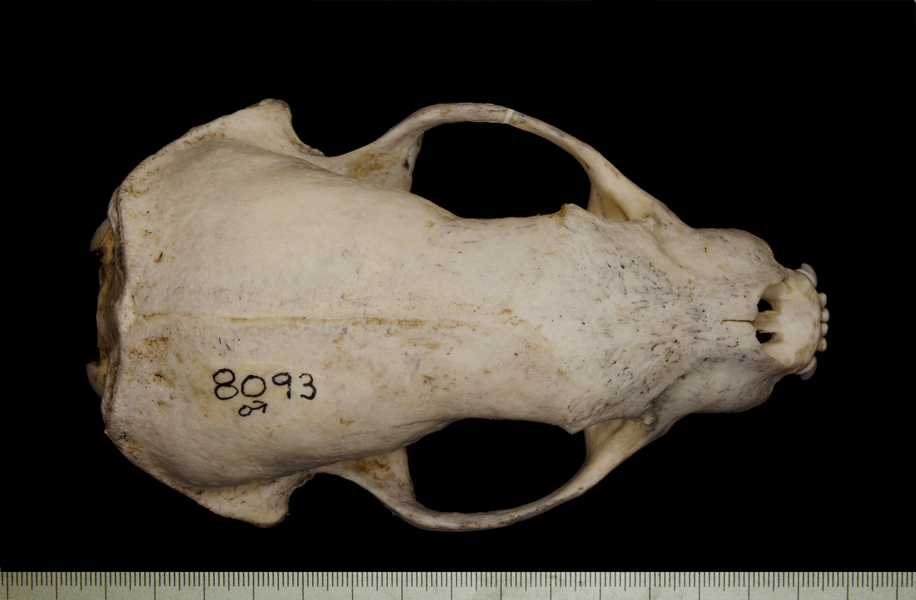 dorsal6464