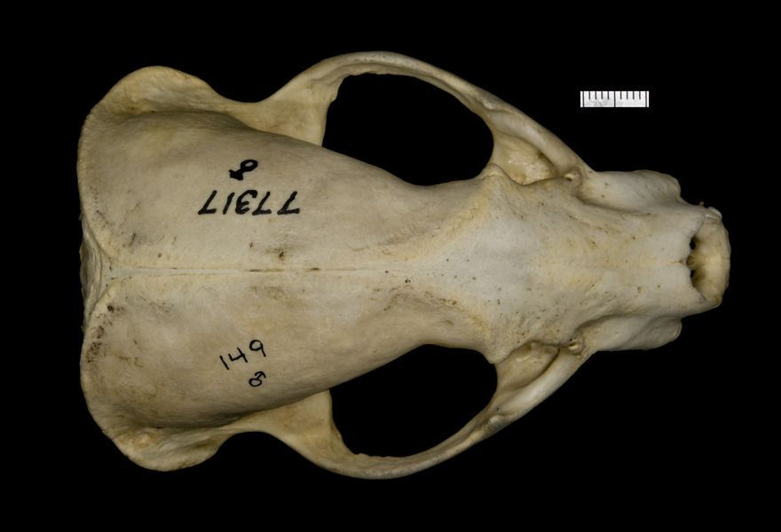 Craniata