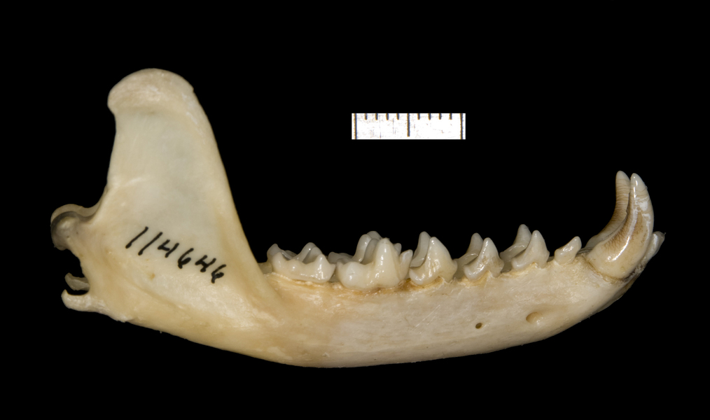 Craniata