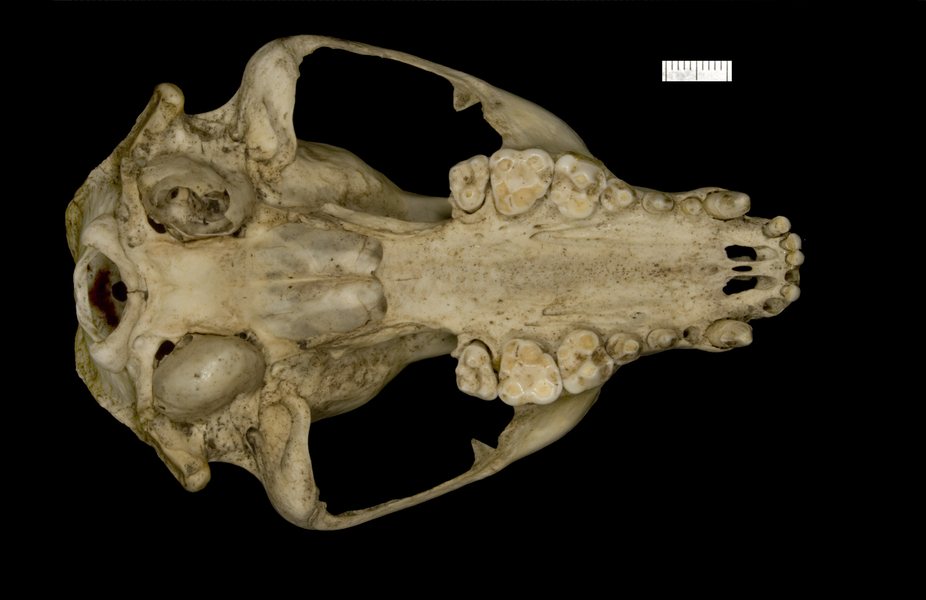 Craniata