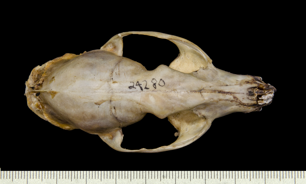 dorsal5488