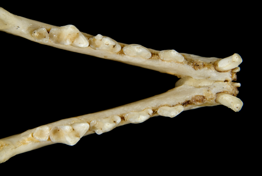 Craniata