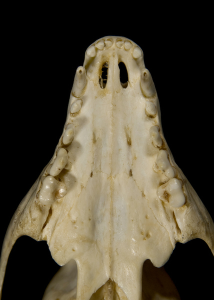 Deuterostomia