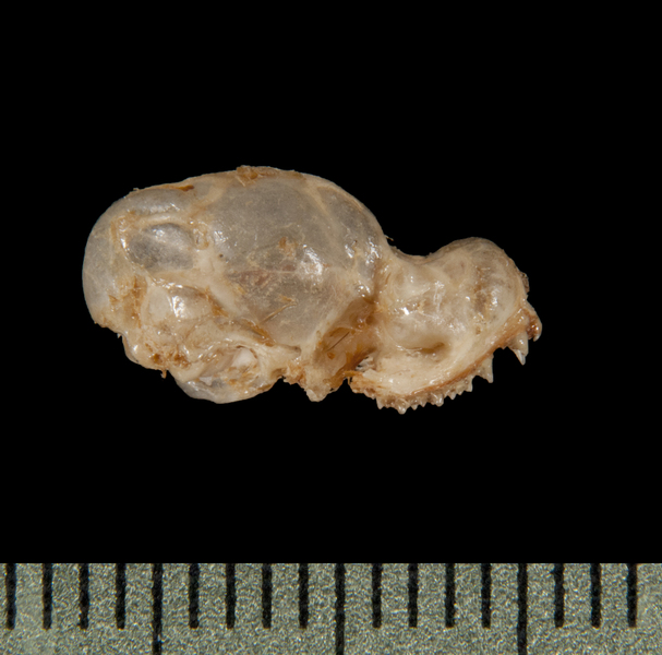 Deuterostomia