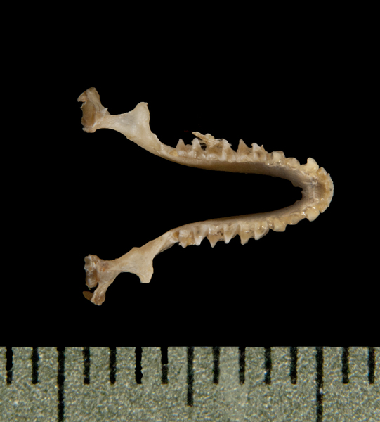 lower_dorsal6094