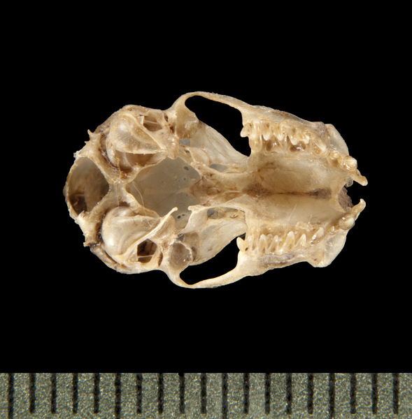 ventral6090