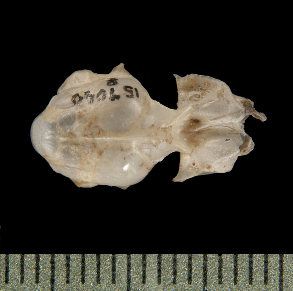 Emballonurinae