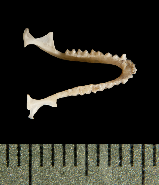 Vertebrata