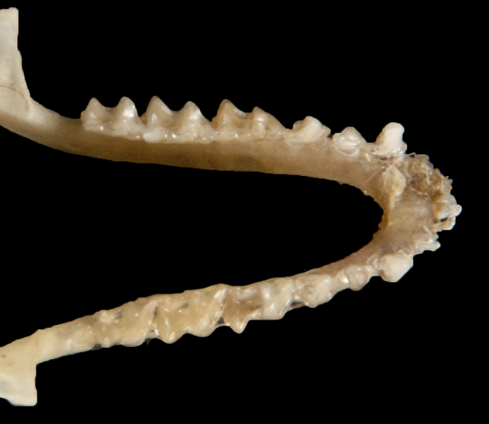 Vertebrata