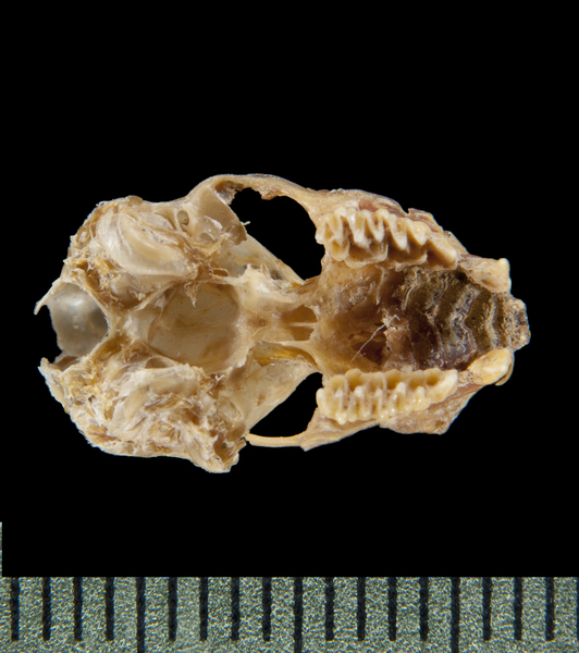 ventral6110