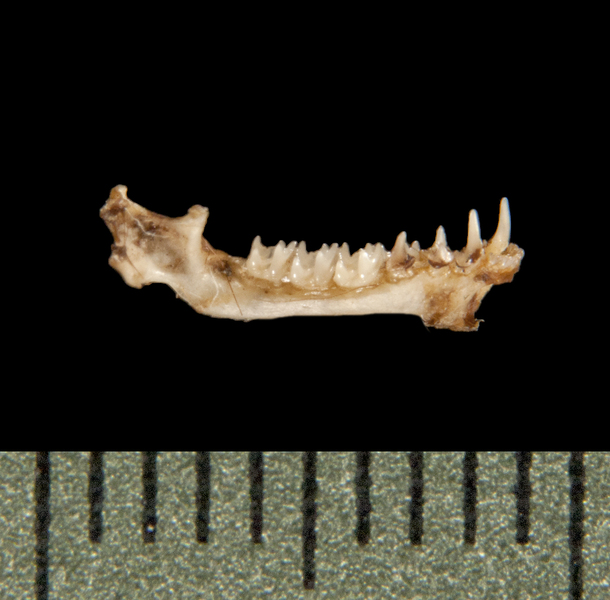 Vertebrata