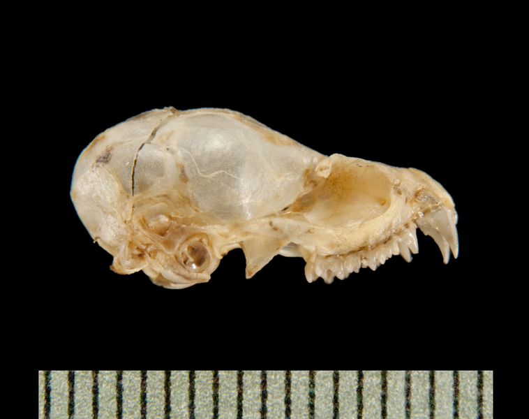 Deuterostomia