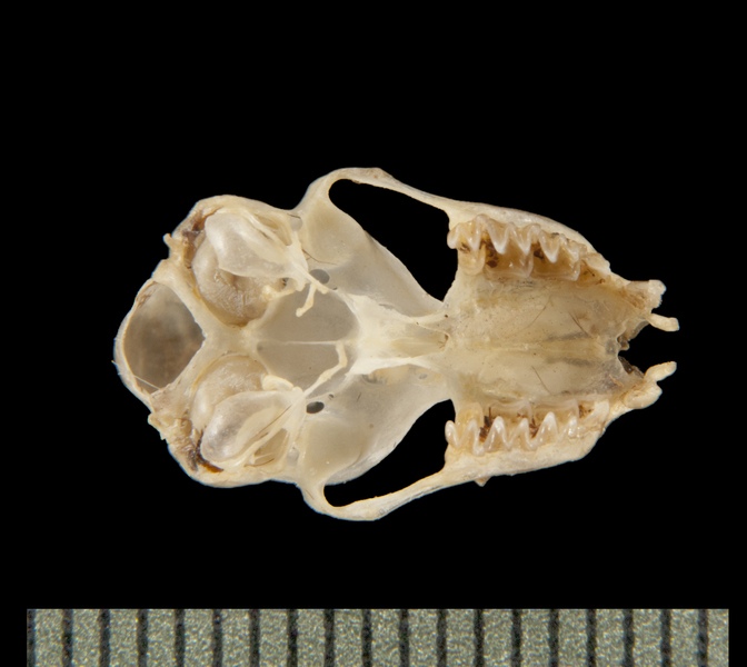 ventral6134