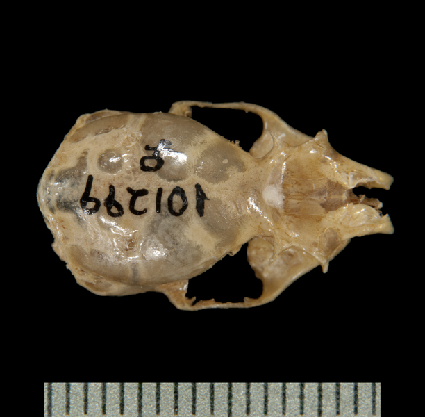 Craniata