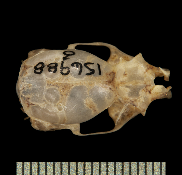 Craniata