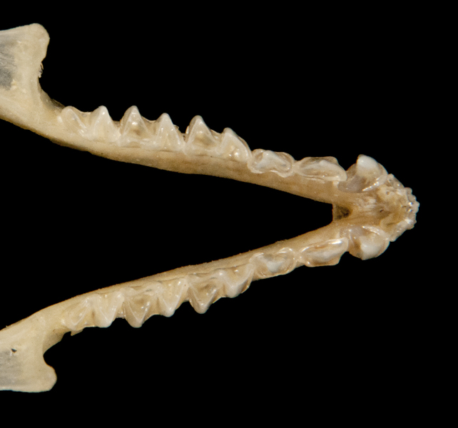 Vertebrata