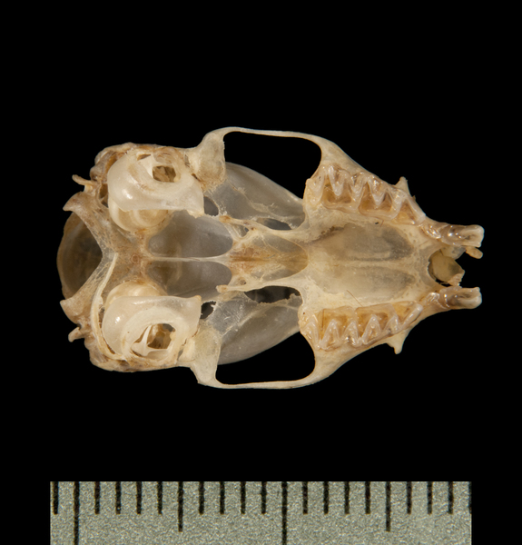 ventral6149