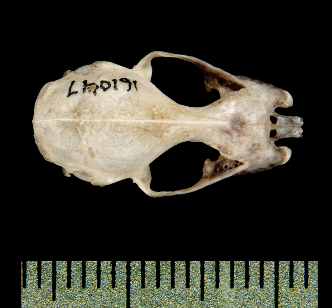 dorsal6152