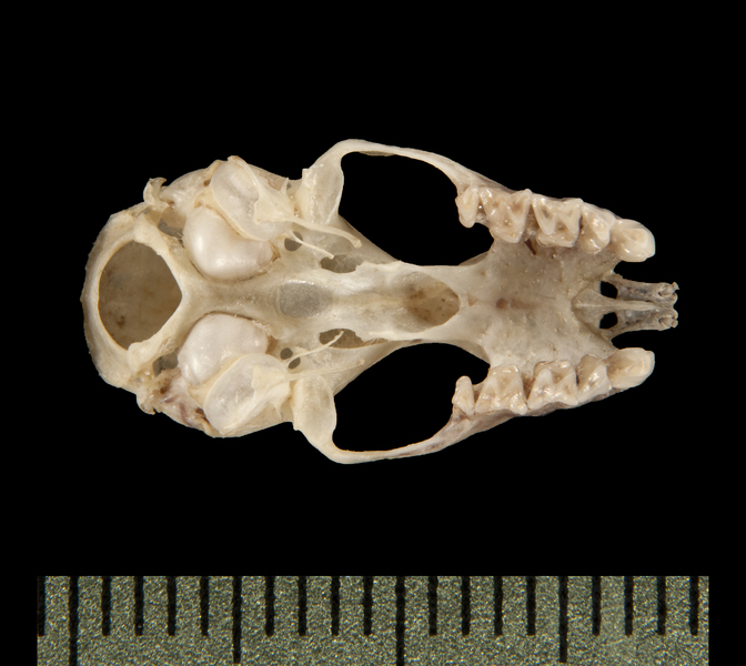 Craniata