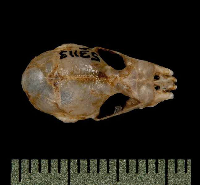 Craniata