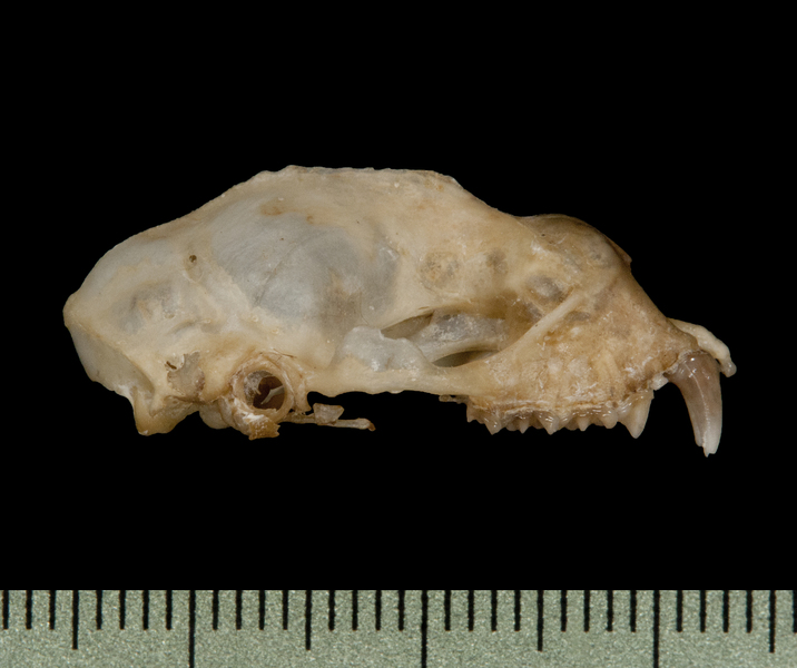 Craniata