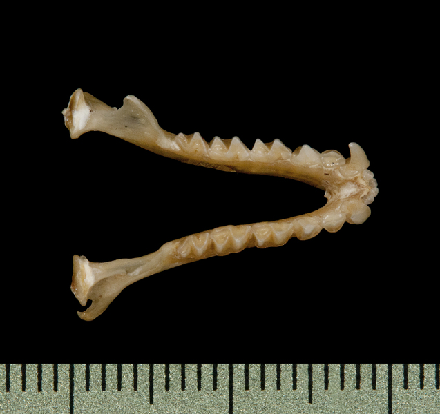 lower_dorsal6182