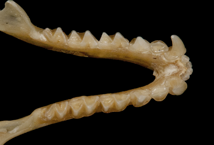 Tetrapoda