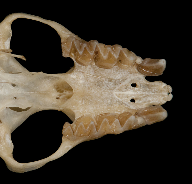 Hipposideros