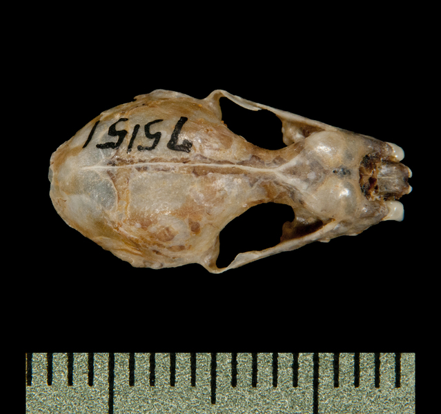 dorsal6168