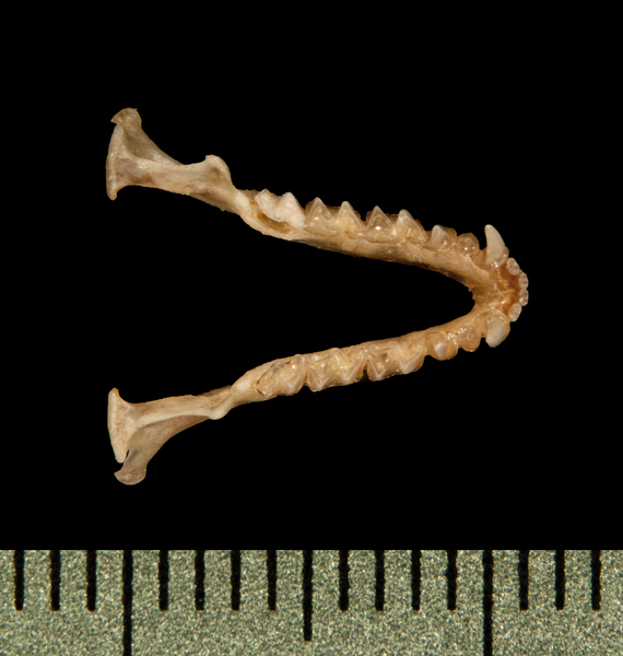 Craniata