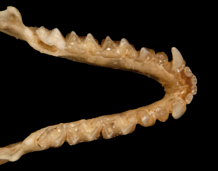 Euteleostomi