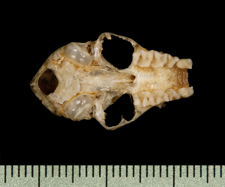 ventral6186