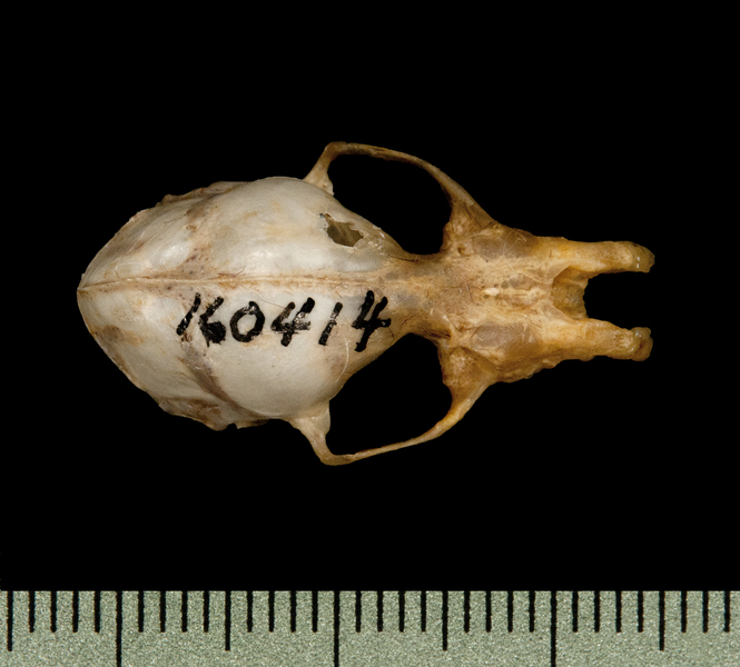 Craniata