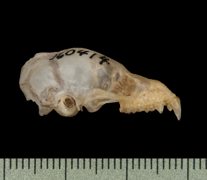 Craniata