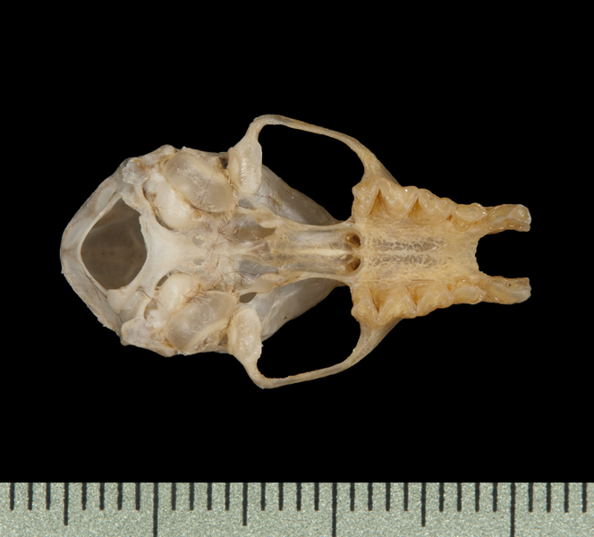 Craniata