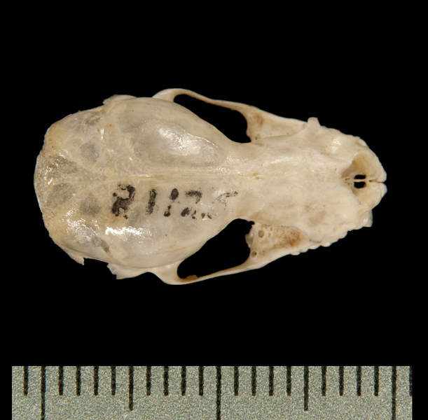 dorsal6336