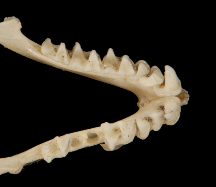 Vertebrata