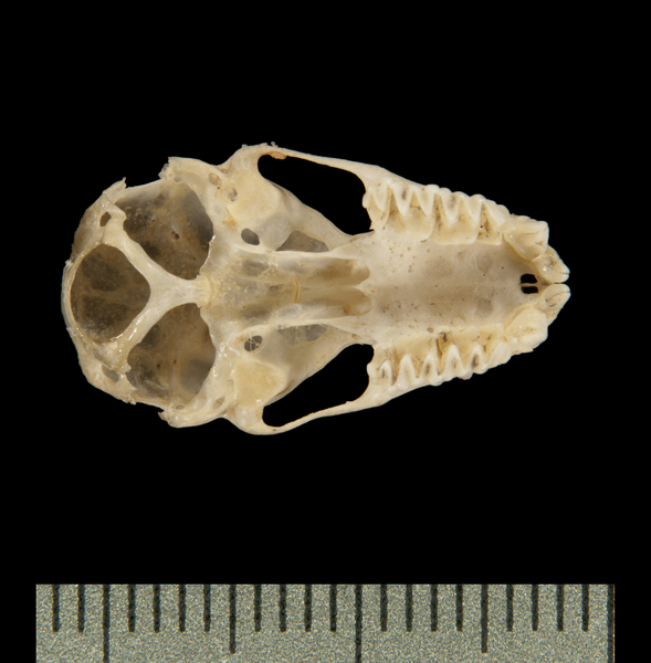 Craniata