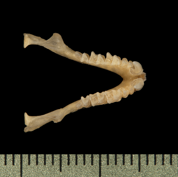 lower_dorsal6228