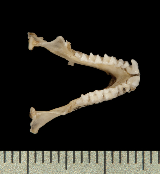 lower_dorsal6233