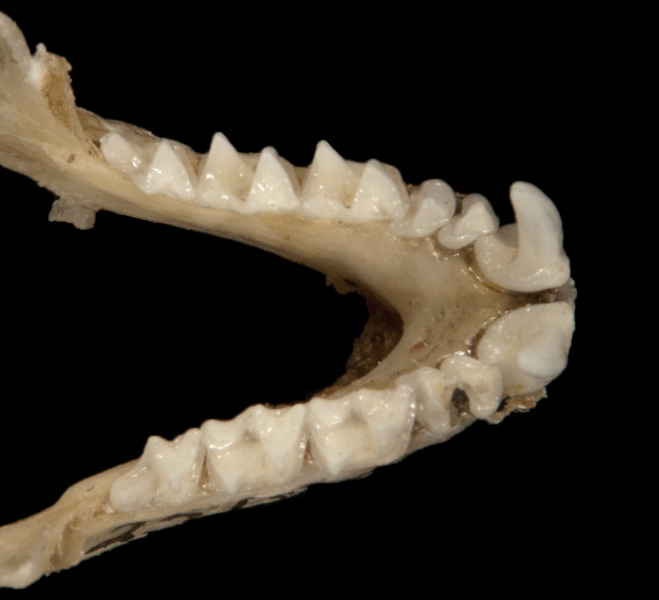 Craniata